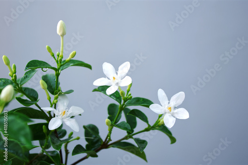 Jasmine flower on gray background with copy space, Flowering ornamental plant, Arctic Snow, Milky Way, Snowflake, Sweet Indrajao, Winter Cherry Tree or (Wrightia antidysenterica R.Br.)