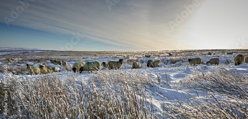 A flock of Dalesbred sheep graze on snowy moorland in Yorkshire