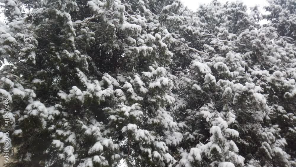 Falling snowflakes of snow against the background of spruce trees. Falling snowflakes of snow against the background of spruce trees.