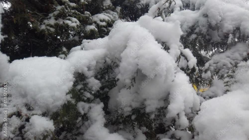 Falling snowflakes of snow against the background of spruce trees. Falling snowflakes of snow against the background of spruce trees.