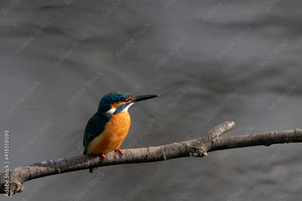 kingfisher on a branch