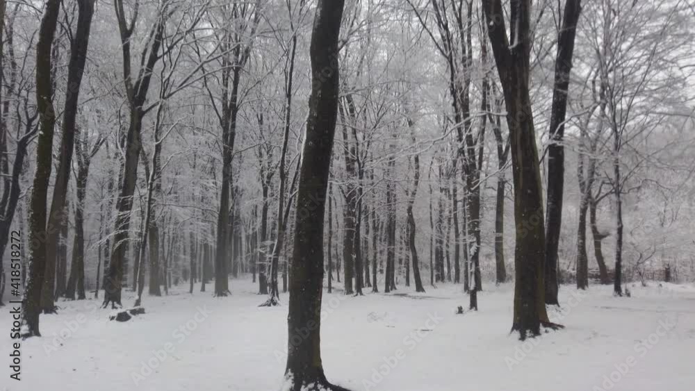 Trees covered in snow after a blizzard. Trees covered in snow after a blizzard.