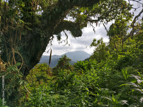 Landscape in Ruhengeri at the Volcanoes National Park, Rwanda, Africa