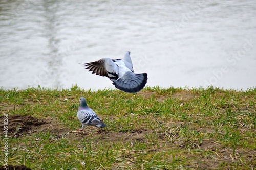 pigeon courtship on the banks of the river Ostravice, 4.3. 2021, Ostrava, North Moravia, Czech Republic