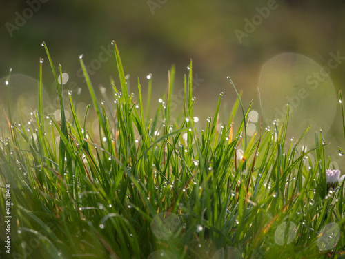 herbe avec rosé du matin