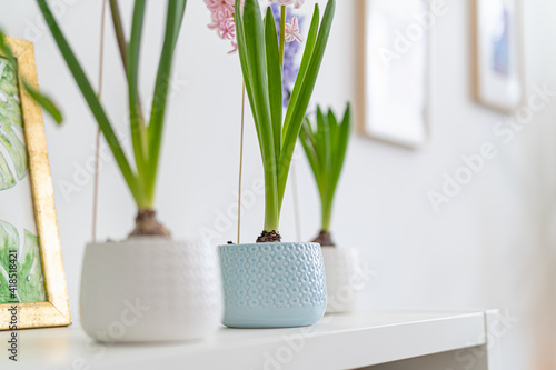 Young bulbous plants  hyacinths in ceramic pots stand on a table in the light wall of the room. Close-up  selective focus. Copy space
