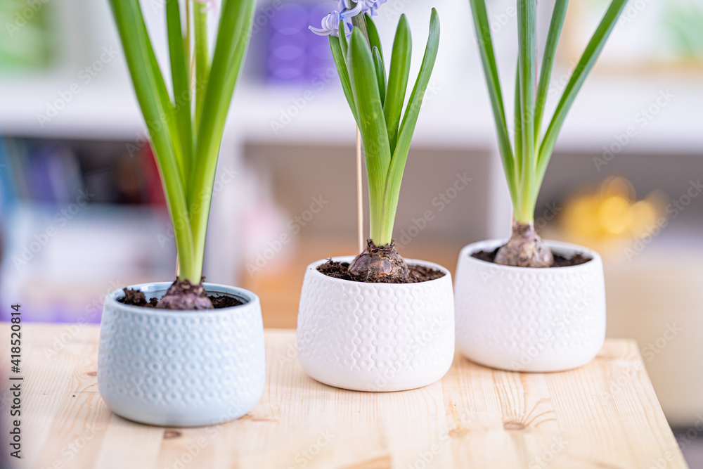 Fototapeta premium Young bulbous plants, hyacinths in ceramic pots stand on a table in the light wall of the room. Spring forcing of bulbous flowers. Close-up, selective focus. Copy space