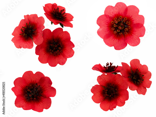 red cinquefoil flowers photo