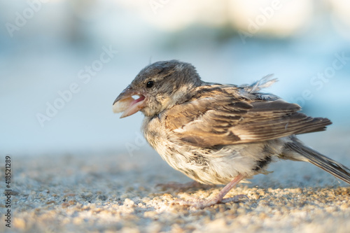 Close-up of a Sparrow Standing on Pebbled Ground