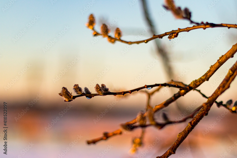 Spring catkin branch with shiny waterdrops. Wild, untouched nature. Evening with golden sunset after rain. Spring catkin branch with shiny waterdrops. Wild, untouched nature. Evening with golden sunset after rain.