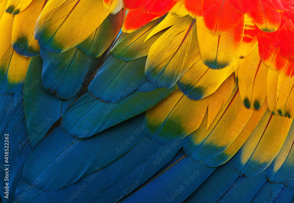Obraz premium blue and yellow macaw feathers