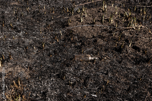 Scorched reed field. Consequences of careless handling of fire. © bearok