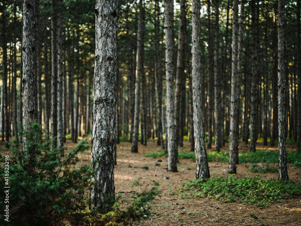 Nature pine forest fresh air Green grass autumn Nature pine forest fresh air Green grass autumn