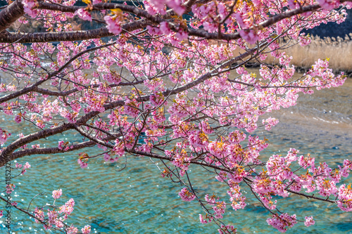 日本の春 伊豆河津町の桜並木