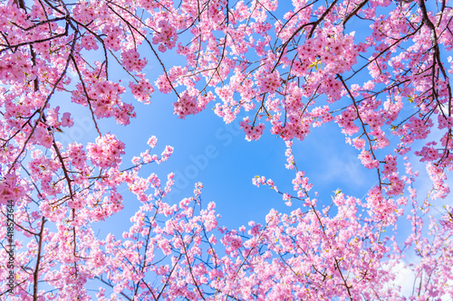 日本の春 伊豆河津町の桜並木