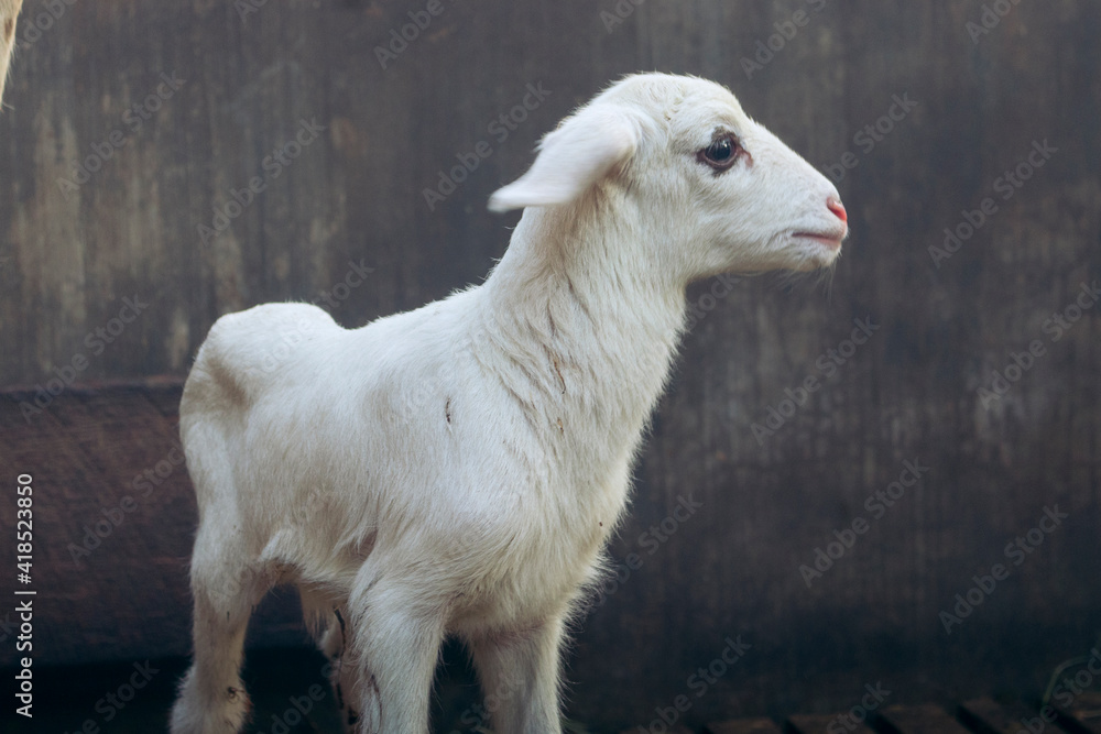 Cute sheep get ready to eat - 26 May, 2021 Cute sheep get ready to eat - 26 May, 2021