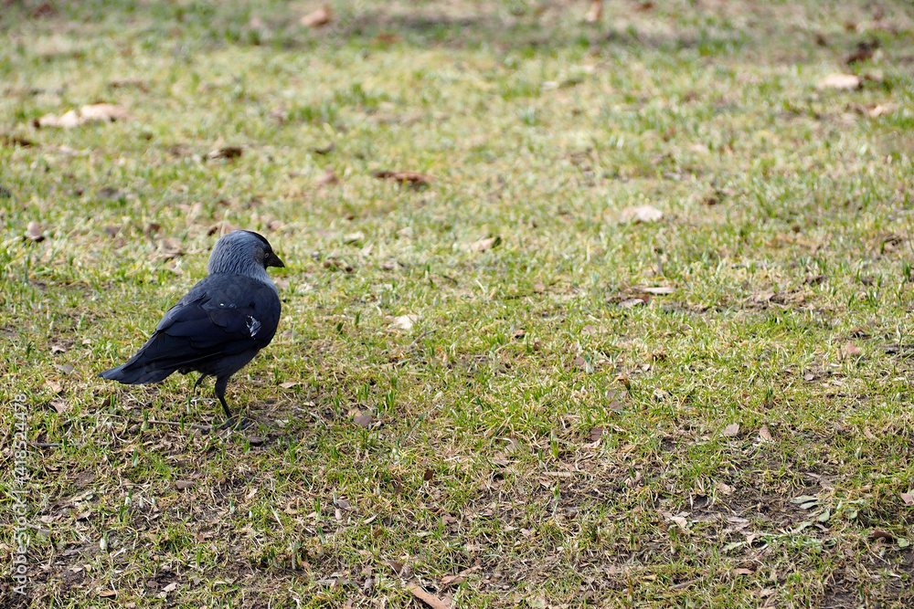 Obraz premium black with gray feathers bird jackdaw stands on the mowed grass of the lawn in the park in the spring in the afternoon