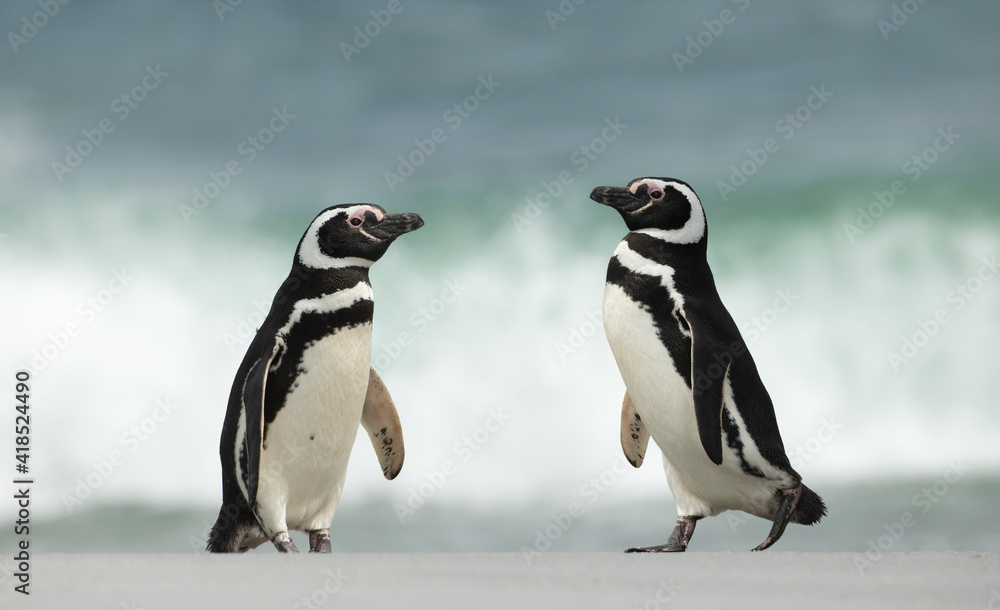 Fototapeta premium Two Magellanic penguins on a sandy beach