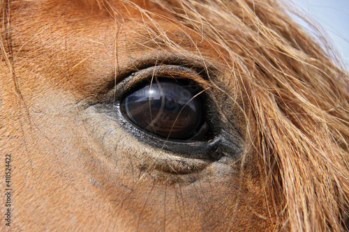 horses at liberty