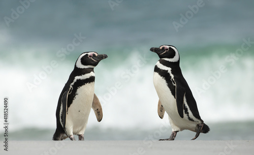 Two Magellanic penguins on a sandy beach