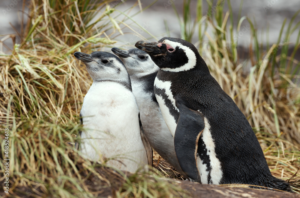 Obraz premium Close-up of Magellanic penguin with two chicks