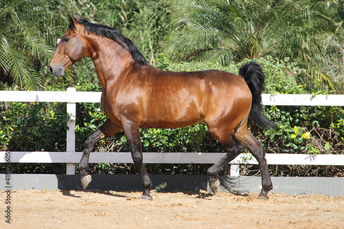 horses at liberty