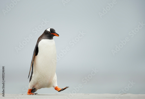 Fototapeta Gentoo penguin walking on a sandy beach