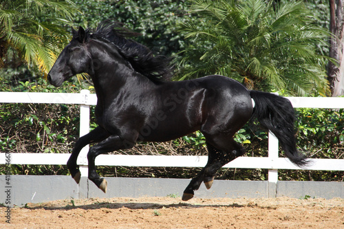 horses at liberty