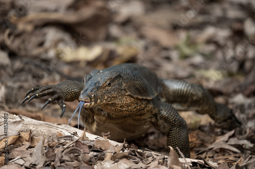 Water monitor crawling on the forest floor