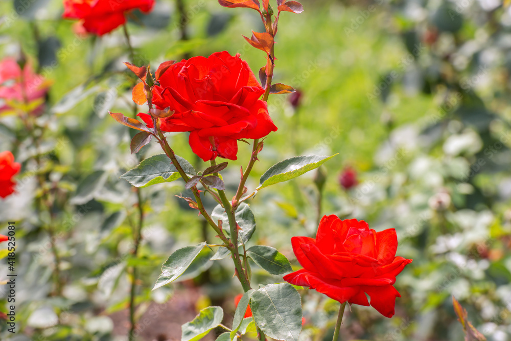 Obraz premium Beautiful red rose in the botanical garden. Close-up shot.