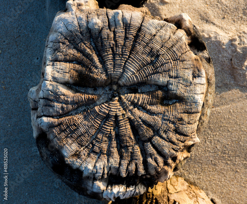 Fototapeta plaża 