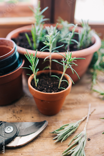 Rosmarinus plant cuttings