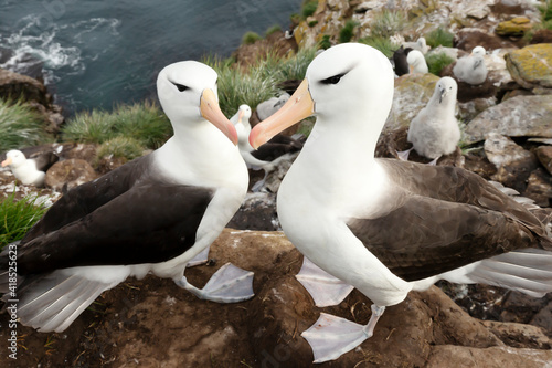 Black-browed Albatrosses on the coast of the Falkland Islands photo