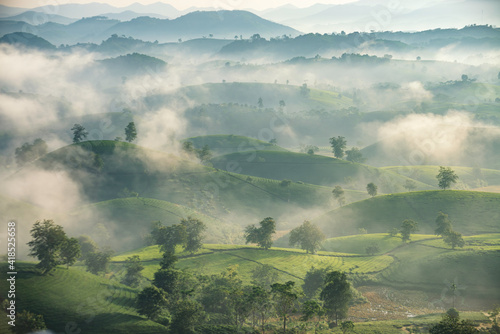 Sunrise in Tea hills in Long Coc highland, Phu Tho province in Vietnam photo