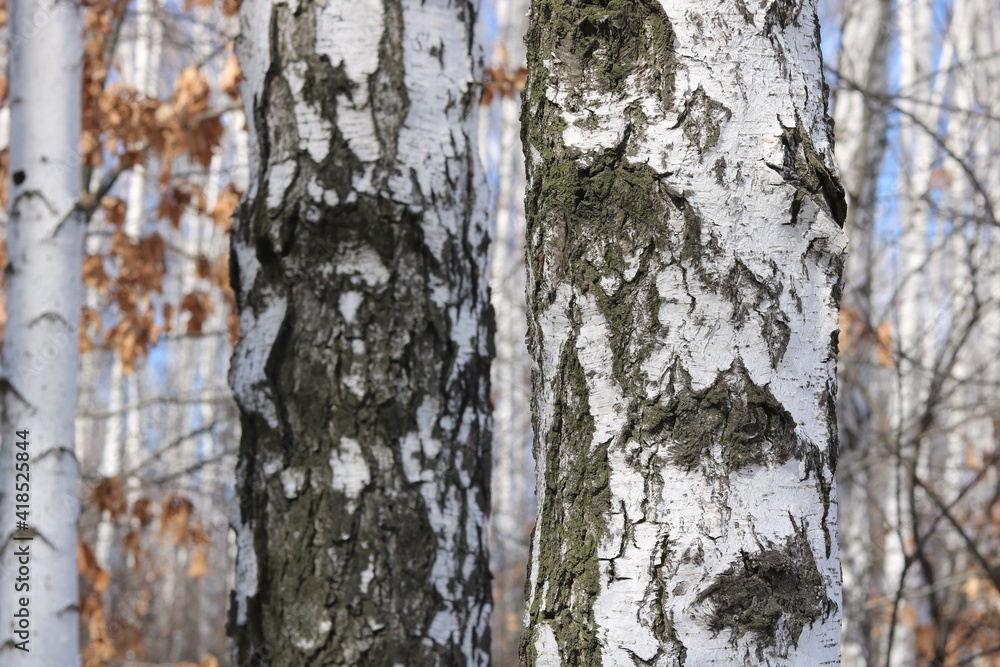 Young birch with black and white birch bark in spring in birch grove against background of other birches Young birch with black and white birch bark in spring in birch grove against background of other birches
