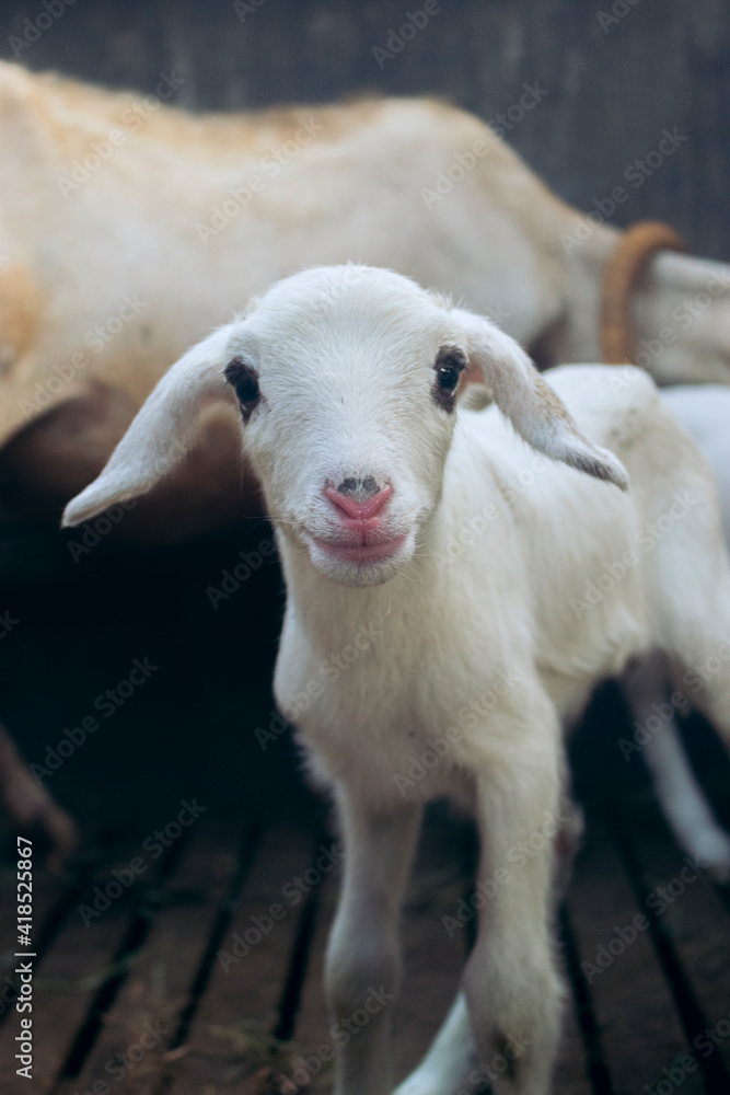 Obraz premium Cute sheep get ready to eat - 26 May, 2021