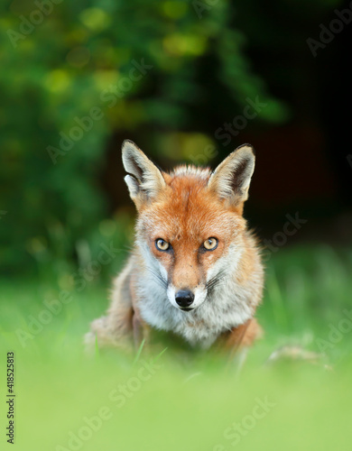 Red fox sitting in grass against dark background