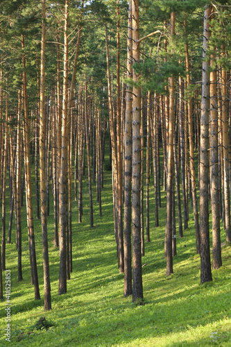 Beautiful pine forest with walking paths and bird houses