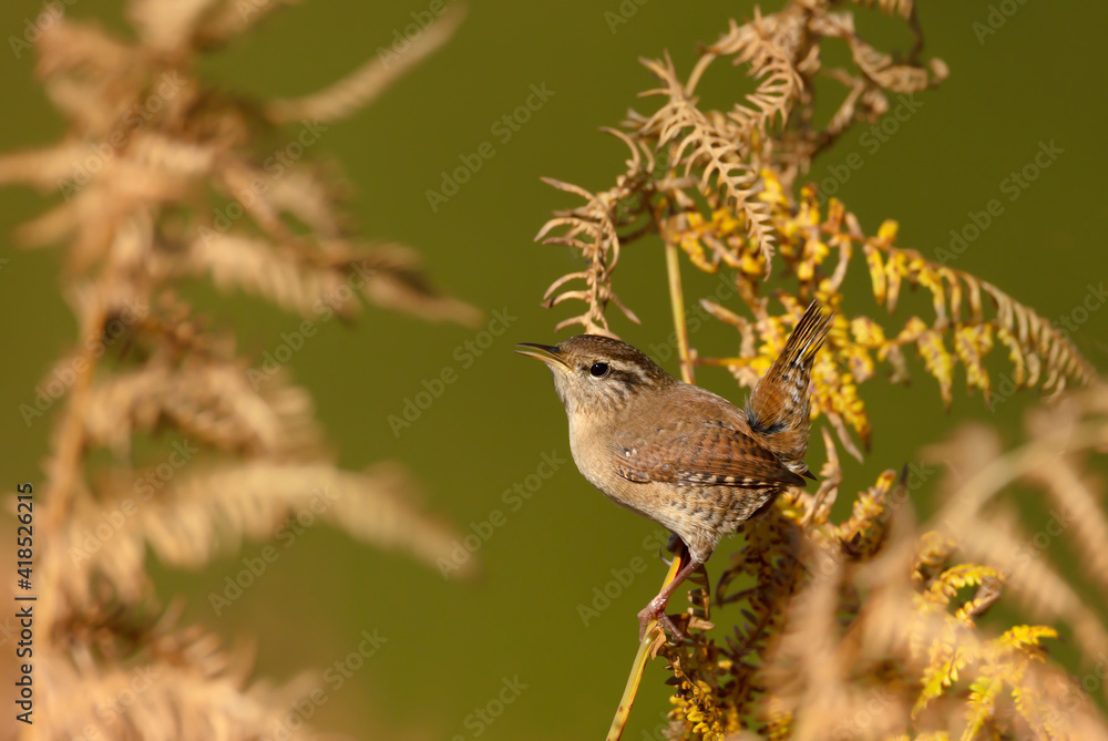 Fototapeta premium Close up of a wren perched on a fern in autumn