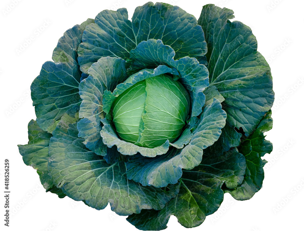 Obraz premium Green fresh cabbage maturing heads growing on white background with clipping path