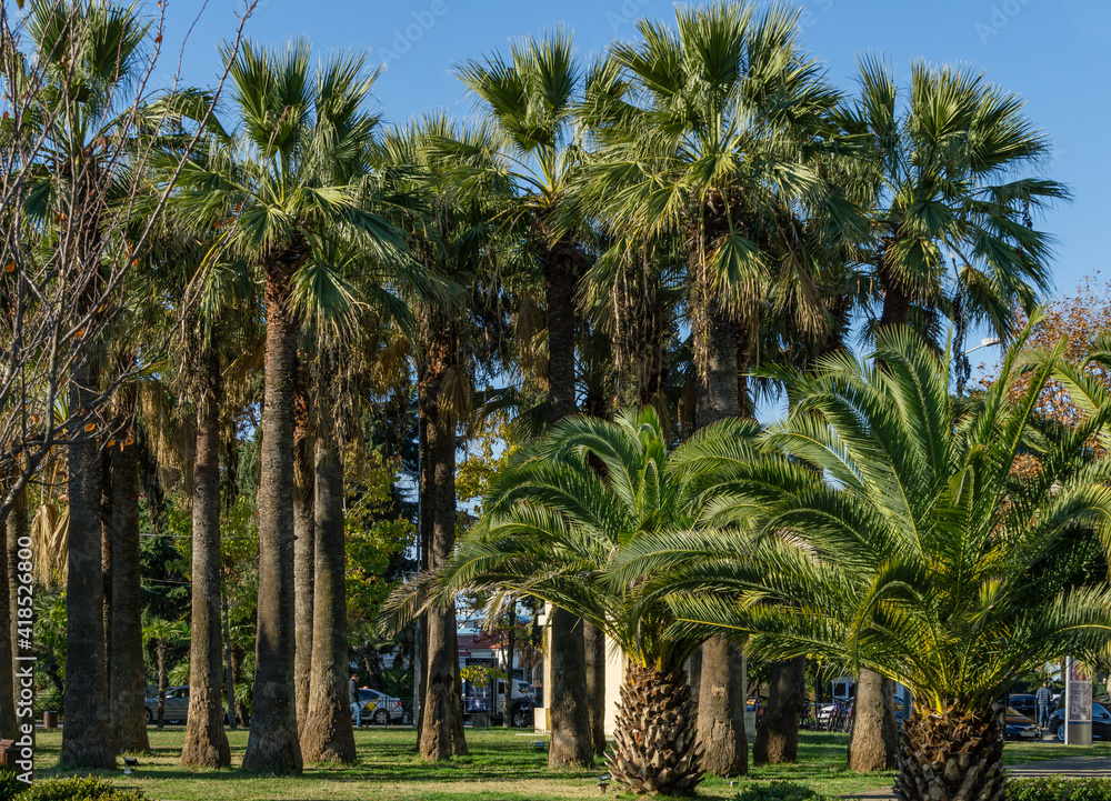 Exotic landscape with palm trees in city park of Sochi center. Washingtonia filifera palm trees and Canary Island Date Palm (Phoenix canariensis). Sochi, Russia - December 07, 2020 Exotic landscape with palm trees in city park of Sochi center. Washingtonia filifera palm trees and Canary Island Date Palm (Phoenix canariensis). Sochi, Russia - December 07, 2020