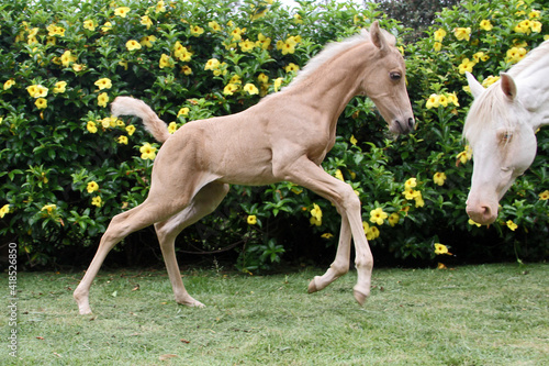 Foals and Mares Potros e   guas