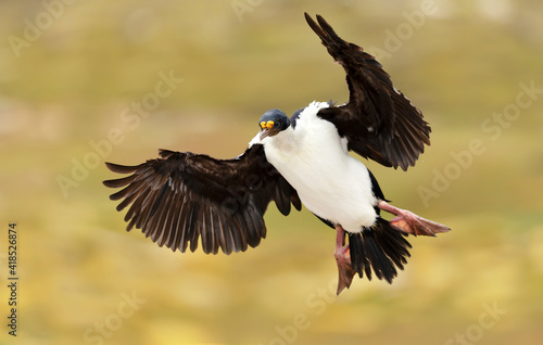 Imperial shag in flight against bright yellow background © giedriius