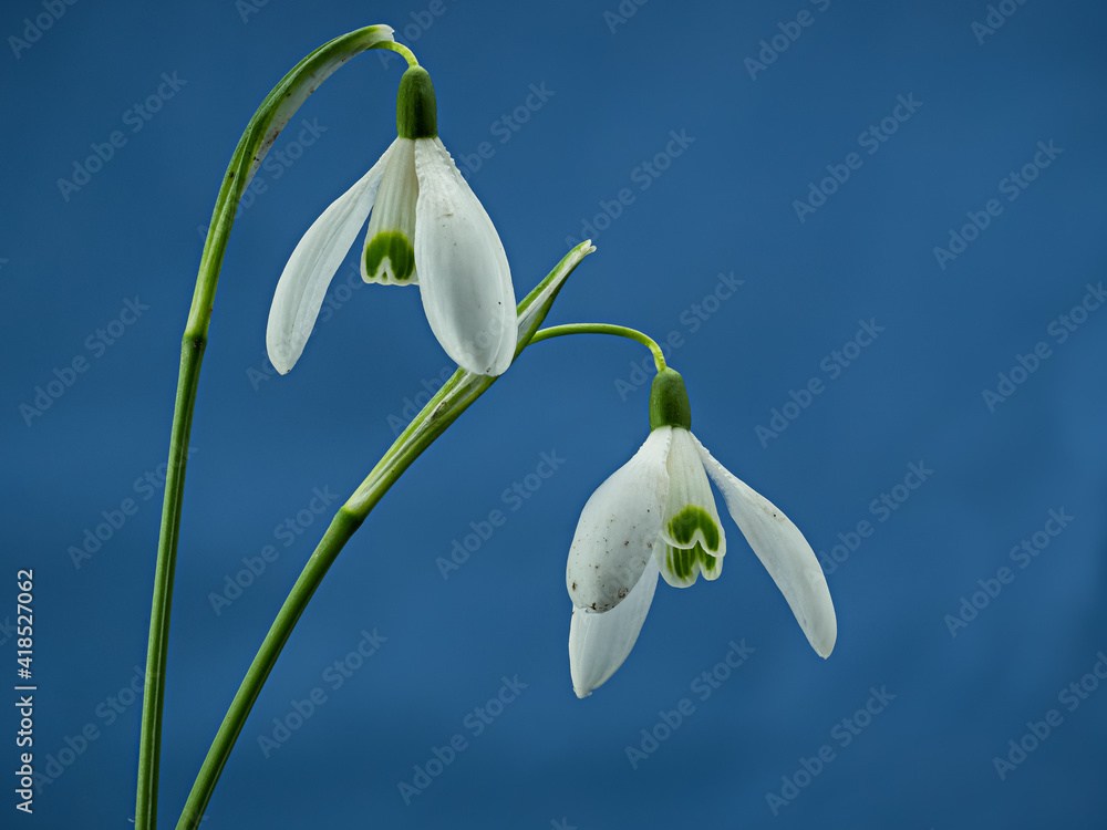 Makroaufnahme von 2 Schneeglöckchen-Blüten (Galanthus) vor einem blauen Hintergrund Makroaufnahme von 2 Schneeglöckchen-Blüten (Galanthus) vor einem blauen Hintergrund
