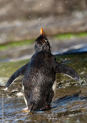 Southern rockhopper penguin taking shower under a stream of water