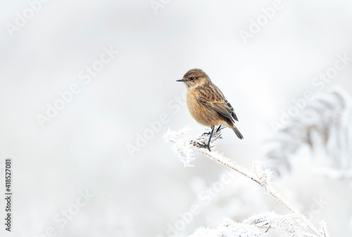 European stonechat on a frosted perch in winter © giedriius