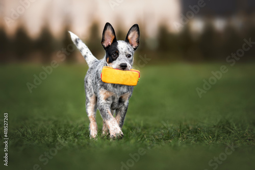 australian cattle dog puppy fetching a rubber toy outdoors in summer