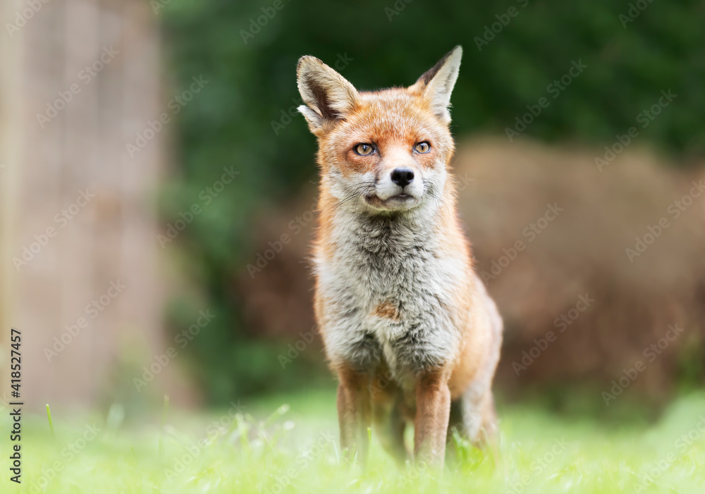 Close up of a Red fox in grass