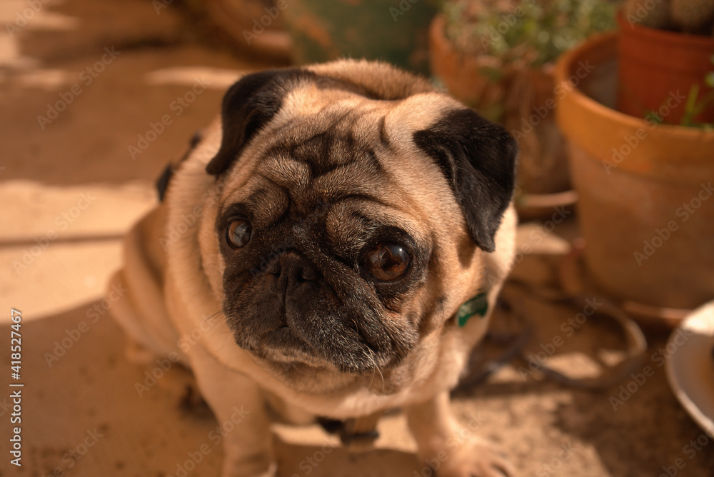 pug dog portrait,photo taken in navarra (spain)
