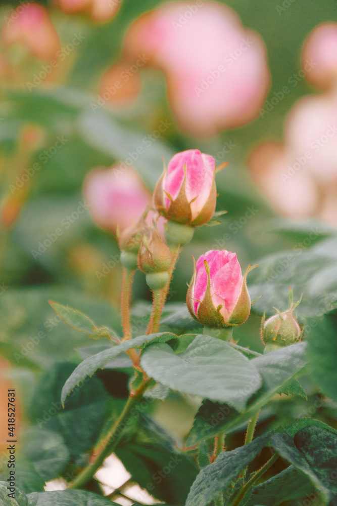 Photo of a blooming wild rose in the park, summer garden. Rose shrub in the park